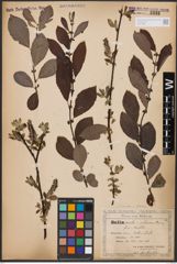 Salix aurita L. x Salix silesiaca Willd.